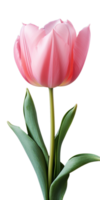 ai generato bellissimo rosa tulipano isolato png