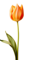 ai gegenereerd mooi oranje tulp geïsoleerd png