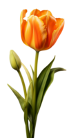 ai gerado lindo laranja tulipa isolado png