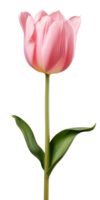 ai generato bellissimo rosa tulipano isolato png