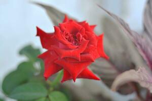 Red rose blooming in the garden photo