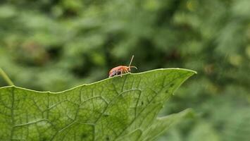 a red pumpkin beetle on an edge green leaf with a blurry background. photo