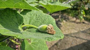 Calabash bud, bottle round gourd fruit growing on the plant. photo