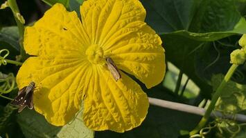 It is Luffa cylindrica, sponge gourd flower in yellow color and insects. photo