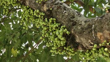dumur frutas son en el ramas de el árbol. conocido como, el racimo higo. foto