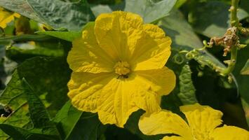 esponja calabaza flores en el planta. luffa esponja calabaza flor en amarillo color y vegetativo planta. foto
