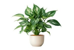 AI generated Calathea plant in white pot isolated on white background with clipping path photo