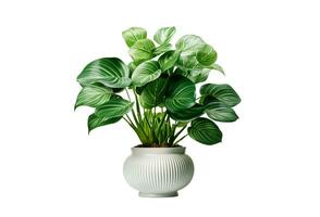 AI generated Calathea plant in white pot isolated on white background with clipping path photo