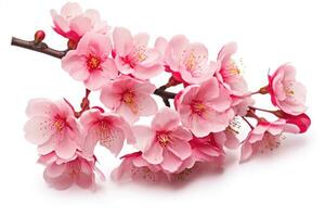 AI generated cherry blossom sakura flower isolated on white background cutout, Cherry blossom sakura isolated on a white background with a clipping path, AI Generated photo