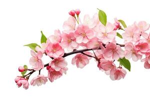 AI generated cherry blossom branch isolated on white background with clipping path, Cherry blossom sakura isolated on a white background with a clipping path, AI Generated photo