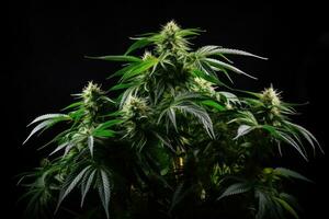 AI generated Cannabis plant on black background. Indoor cultivation. Legal Marijuana cultivation in the home, Blooming cannabis bush, Fresh plant isolated on black background, AI Generated photo