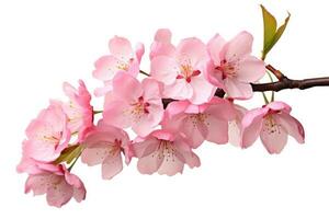 AI generated cherry blossom isolated on white background. cherry blossom branch, Cherry blossom sakura isolated on a white background with a clipping path, AI Generated photo