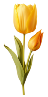 ai generado hermosa amarillo tulipán aislado png