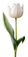 AI generated Beautiful White Tulip Isolated png