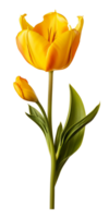 AI generated Beautiful Yellow Tulip Isolated png