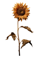 AI generated Dried Sunflowers png