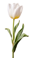 AI generated Beautiful White Tulip Isolated png