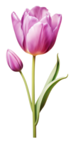 ai gegenereerd mooi Purper tulp geïsoleerd png