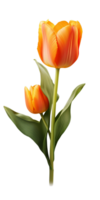 ai gerado lindo laranja tulipa isolado png