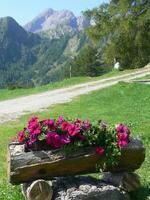 a wooden log with flowers photo