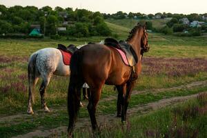 Two horses outdoor in summer happy sunset together nature photo