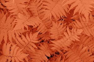 Fern leaves close-up as background. Color of year 2024 peach fuzz. photo