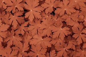 Close-up of medicinal wild geranium leaves as background. Color of year 2024 peach fuzz. photo