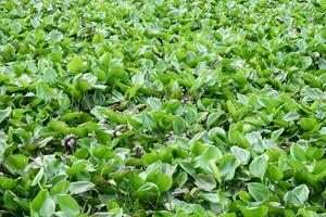 Water Hyacinth green a lot in river photo