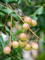 Longan fruit many seeds photo