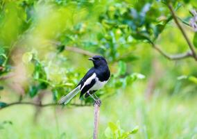 Oriental magpie robin, Copsychus saularis, bird hold photo