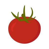 Tomato hand drawn colored isolated icon, Scalable print ready vector illustration in trendy flat style design.