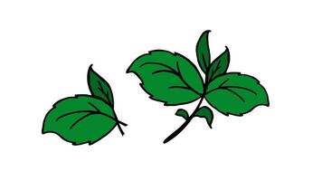 Basil branch for restaurant menus Vector illustration hand drawn