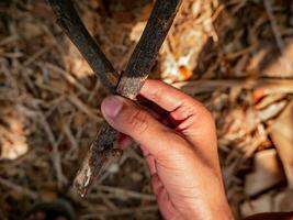 Two dry pieces of wood are being held by someone in a crossed position photo