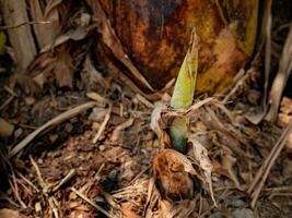 un pequeño plátano disparar en un del residente jardín foto