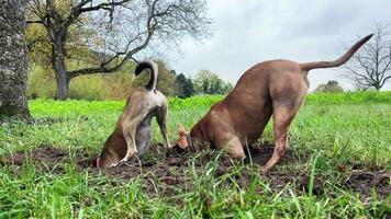 Grube Stier und Mischling graben Löcher im das Boden im Natur. Zusammenarbeit. zwei Hunde konkurrieren zu sehen Wer können graben ein Loch Tiefer und Schneller. komisch Video mit süß Haustiere.