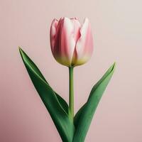 ai generado el rosado tulipán en el 8vo marzo foto