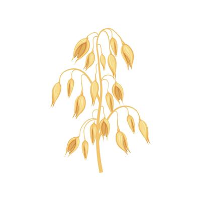 Oats. Ripe ear of oats. Illustration for food packaging. Cereal plants. Vector illustration of cereals isolated on a white background