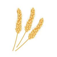 An ear of wheat. Three spikelets of wheat. Cereals.Illustration for food packaging. Vector illustration isolated on a white background