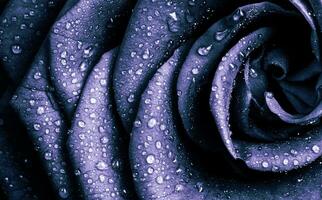 black rose image, wallpaper, background photo