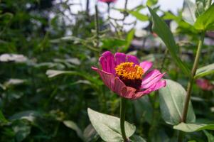 zinnia flowers that bloom perfectly and beautifully photo
