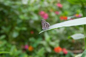 small butterflies perched on the tops of leaves. photo