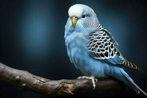 AI generated one blue budgerigar on a branch on blue background photo