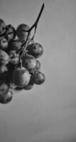 Black and white photo with an abstract photo concept for the background, Portrait a sprig of grapes or vitis vinifera.