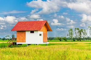 casa en arroz campo. verde arroz campo en el montañas de del Norte tailandia foto