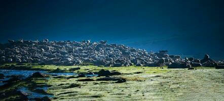 Flock of sheep grazing on the mountain Sheep cuddle together in the cold weather. landscape in kashmir India photo