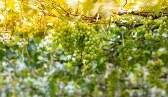 Green grapes in the vineyard, Green grapes on the vine in garden of asian planter. photo