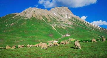 Flock of sheep grazing on the mountain Sheep cuddle together in the cold weather. landscape in kashmir India photo