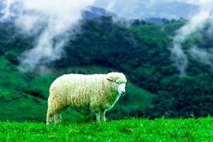 Flock of sheep grazing on the mountain, landscape of mountains and mist in northern Thailand. photo