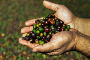 fresh Coffee beans, farmer's hand holding fresh coffee beans, agricultural and industrial concept. photo