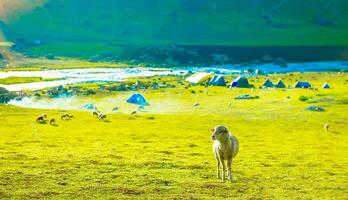 Flock of sheep grazing on the mountain Sheep cuddle together in the cold weather. landscape in kashmir India photo